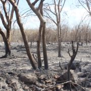 Incendios en Mérida