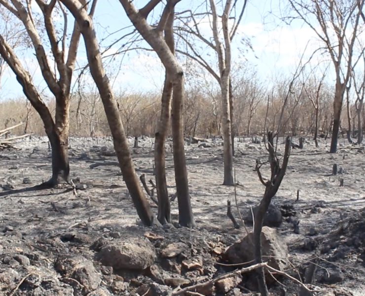 Incendios en Mérida